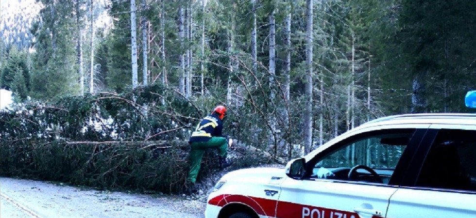 Un albero si schianta sulla provinciale, traffico bloccato