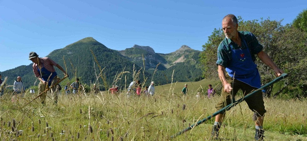 Foto di Daniele Mosna La gara di fienagione, Albe in malga e le tradizioni, ricco programma per Fen fen'' e Latte in festa''