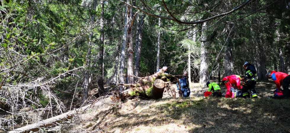 Tragedia nel bosco, un uomo è morto dopo essere stato travolto da un tronco