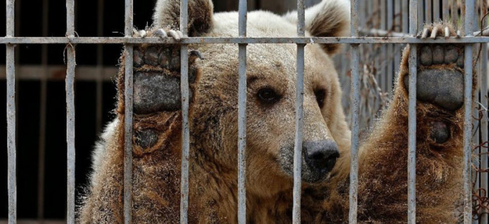 Cattura di M49, Oipa: "Pat incapace di gestire l'orso, persa l'occasione di farne una risorsa turistica"