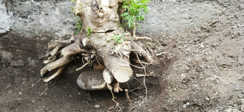 Trova un ordigno tra le radici di un albero mentre scava in giardino, allarme bomba in collina a Trento
