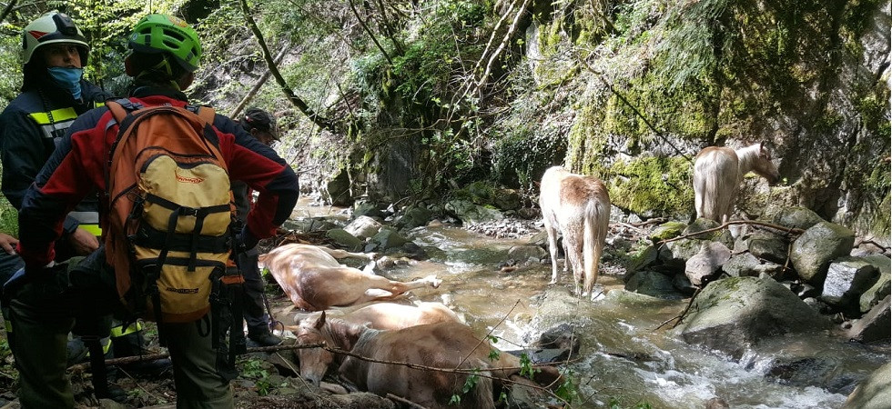 Foto di Andreas Pöhl - Soccorso Alpino Renon-Barbiano VIDEO e FOTO. Tredici cavalli si spaventano e precipitano nel burrone, si salvano solo 3 animali