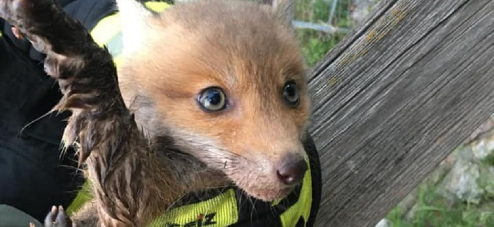 Sentono il cucciolo guaire e chiamano i vigili del fuoco