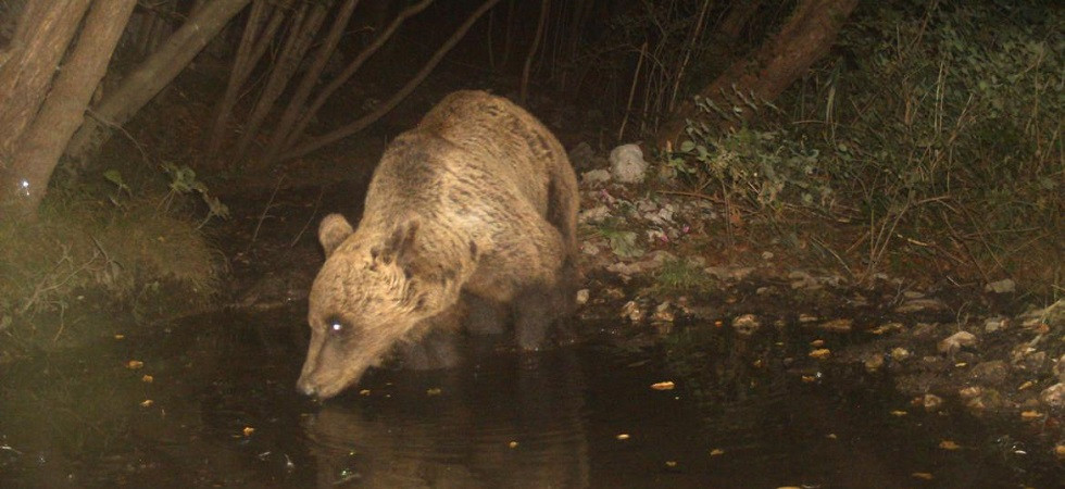 Il monitoraggio genetico dei grandi carnivori diventa ad anni alterni