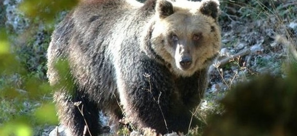 Padre e figlio aggrediti dall'orso, interviene il Cai: L'abbattimento?