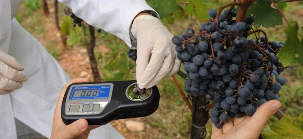 Foto d'archivio Quattro nuove varietà di vite resistenti alle patologie: “Migliorano la salubrità dell’ambiente e degli alimenti”