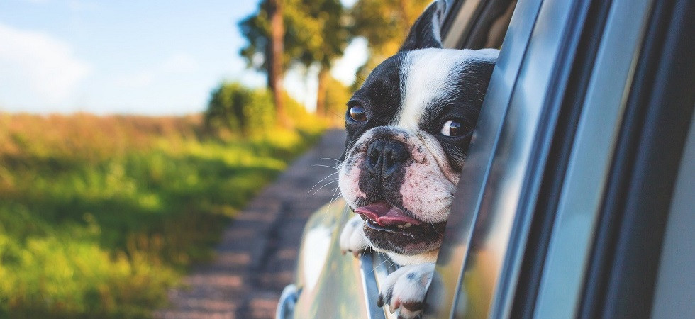 Le 10 regole per gestire gli amici a quattro zampe d’estate: “Mai lasciare un animale da solo in auto