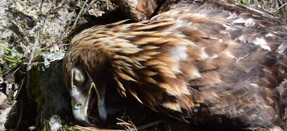 Aquila reale uccisa nel nido, ricompensa di 1.000 euro per chiunque fornisca informazioni sull'autore