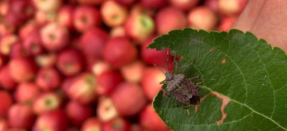 Lotta alla cimice asiatica, dall'Europa più risorse per i produttori agricoli danneggiati