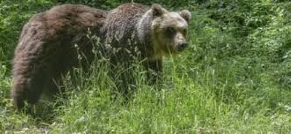 La Pat ordina l'abbattimento e gli animalisti rispondono