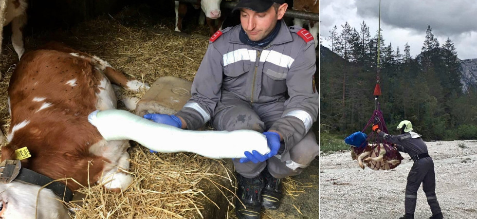 Una mucca e un vitellino precipitano in un dirupo e si feriscono, portati in salvo con l'elicottero