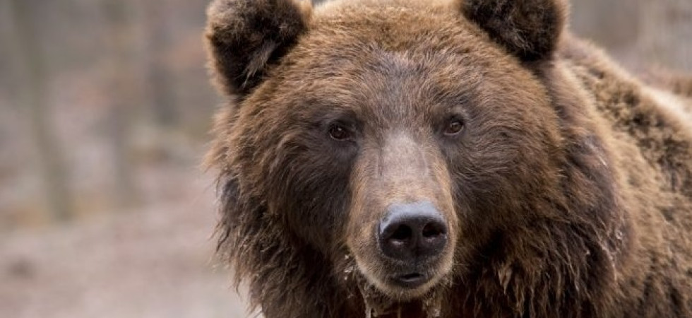 Abbattimento dell'orso, il ministro Costa: Ho chiesto all'Avvocatura se è impugnabile l'ordinanza di Trento