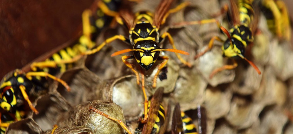 Viene punto da diverse vespe e va in shock anafilattico, i genitori lanciano l'allarme