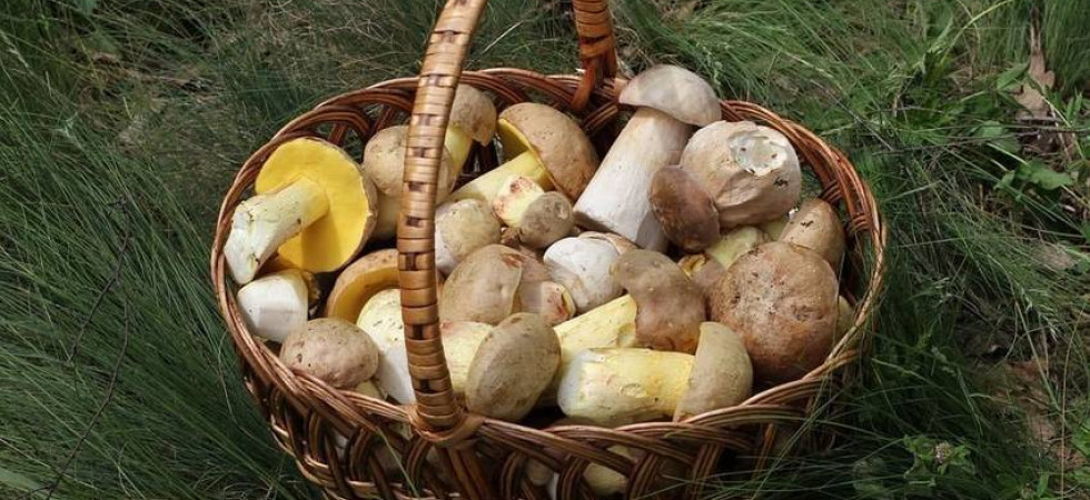 Funghi, torna il controllo gratuito in piazza Vittoria a Trento