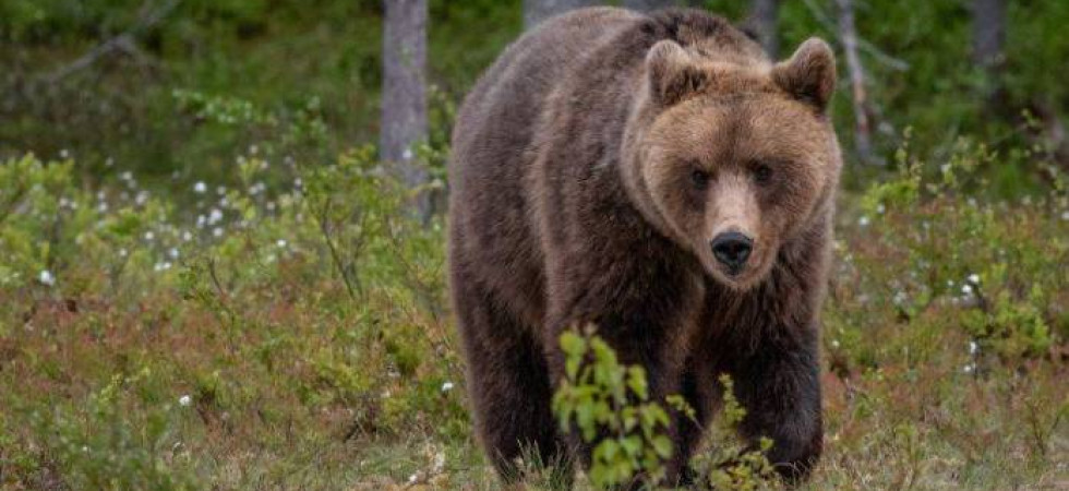 M49 in fuga, le associazioni ambientaliste: Si è dimostrato disposto a tutto pur di ottenere la libertà