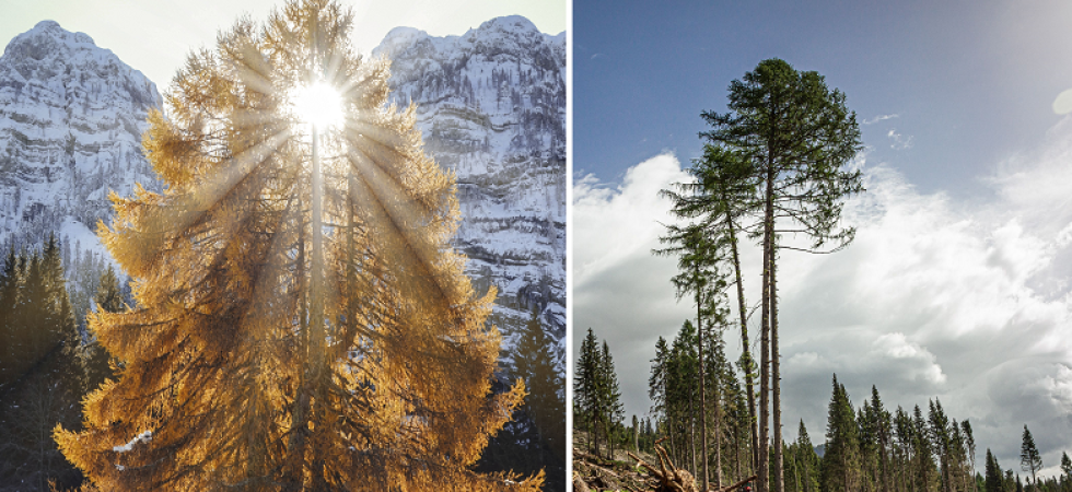 La più bella foresta d'Italia parla trentino: premiato da Pefc Italia lo scatto "Illuminato" della Val di Stua
