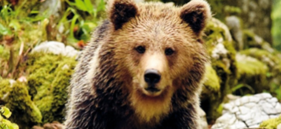 Il Wwf diffida Fugatti sull'abbattimento dell'orso