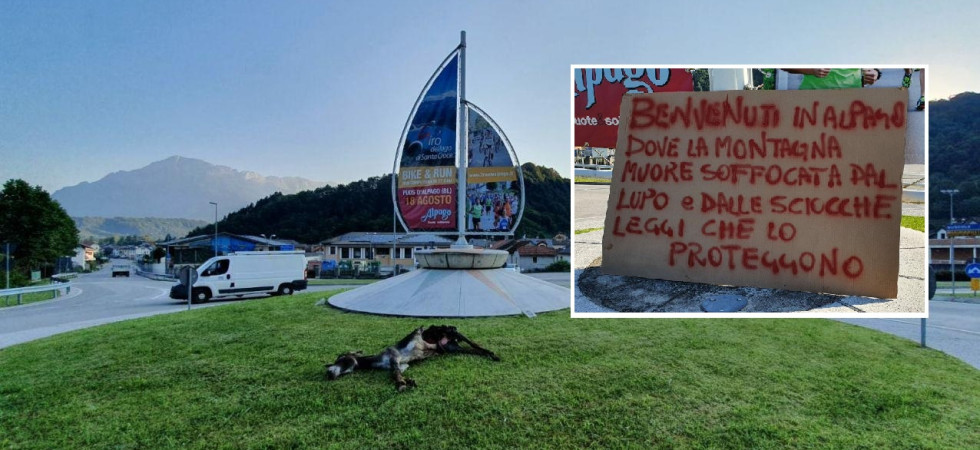Protesta contro i lupi, in una rotonda esposta la carcassa di un'asina predata