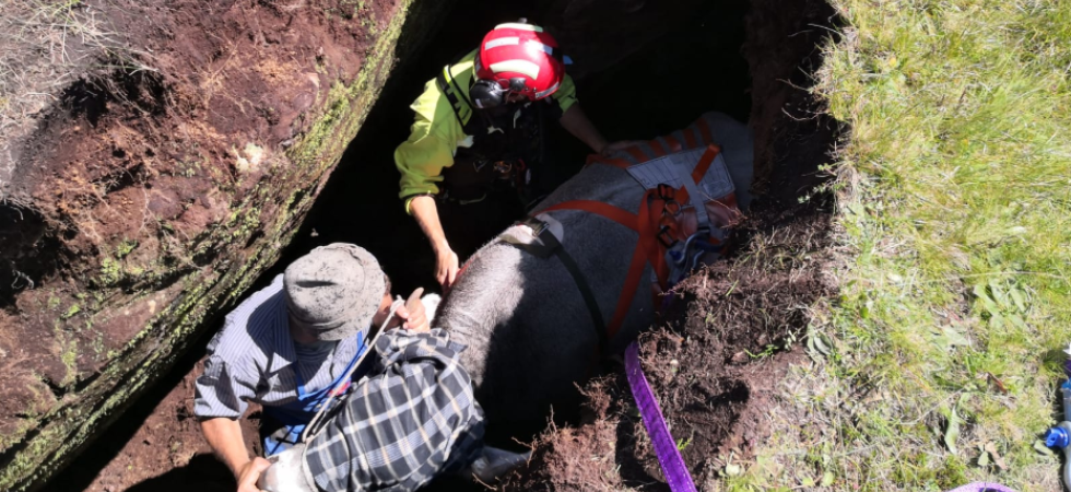 Come si salva una mucca precipitata in un rifugio della Grande Guerra: VIDEO E IMMAGINI per una storia a lieto fine