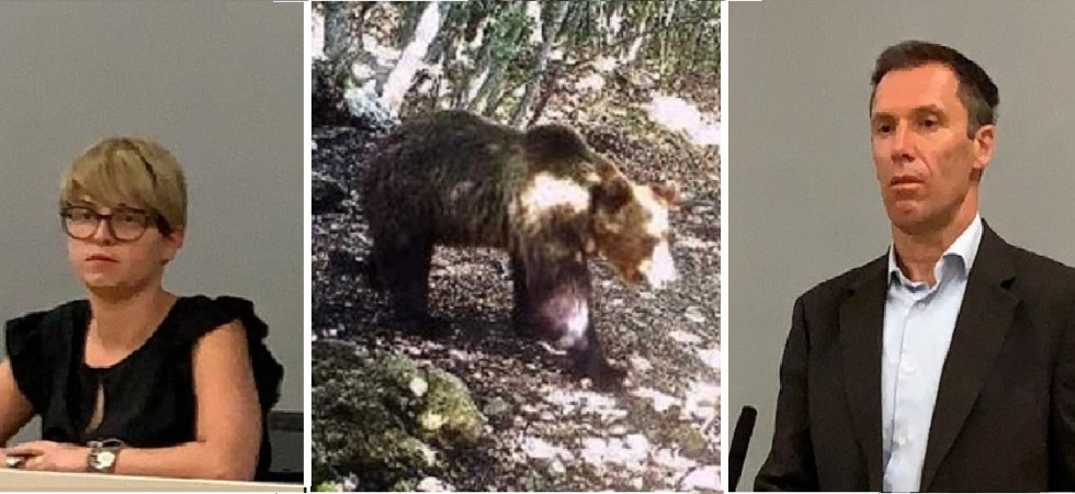 Fuga di M49, Una vicenda imbarazzante'', la Uil chiede le dimissioni dell'assessora Zanotelli o del dirigente Masè