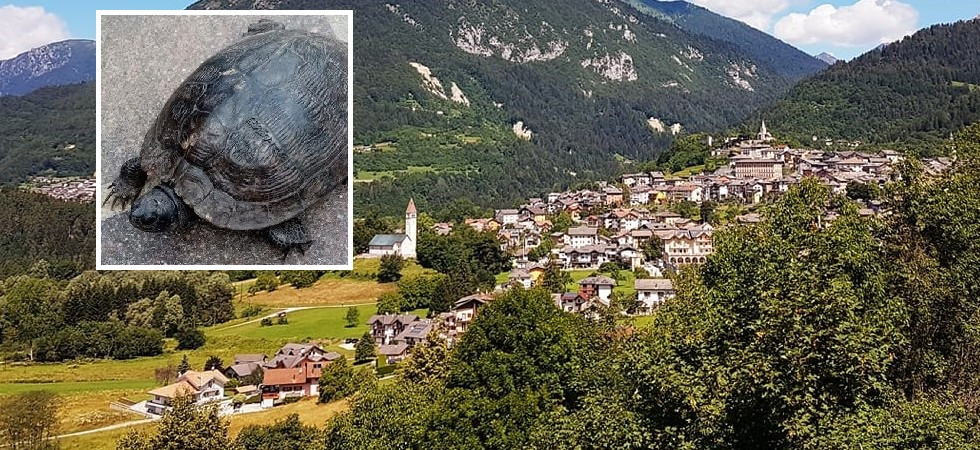 Testuggine trovata a quasi 900 metri di quota, l’appello del Comune: “Aiutateci a trovare i proprietari”