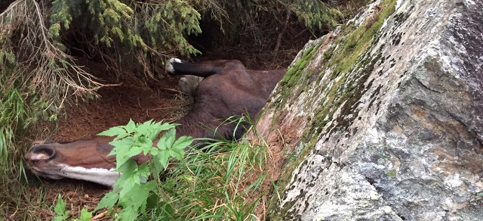 Un cavallo precipita dal sentiero, viene recuperato dai vigili del fuoco con l'elicottero ma muore durante la notte