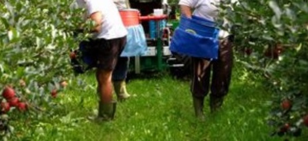 Coronavirus, per i lavoratori agricoli da Bulgaria e Romania nuova ordinanza di Kompatscher: Test d'ingresso e quarantena''
