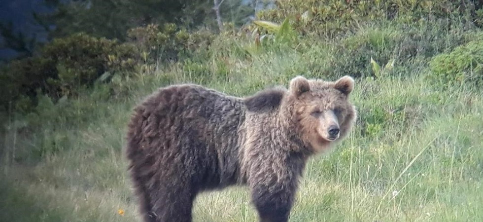 M49 senza radiocollare, l'Oipa: Occorre proteggerlo dai bracconieri