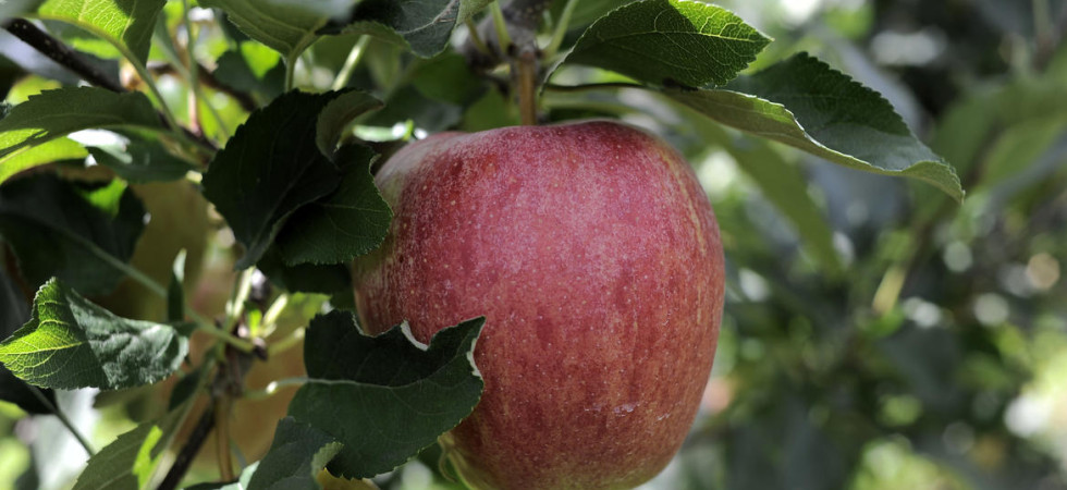Agricoltura, tre settimane dopo l'Alto Adige e senza aver consultato i rappresentanti dei lavoratori al via la quarantena