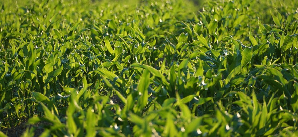 Agricoltura, i sindacati scrivono alla ministra Bellanova: Ci sono già soluzioni pronte