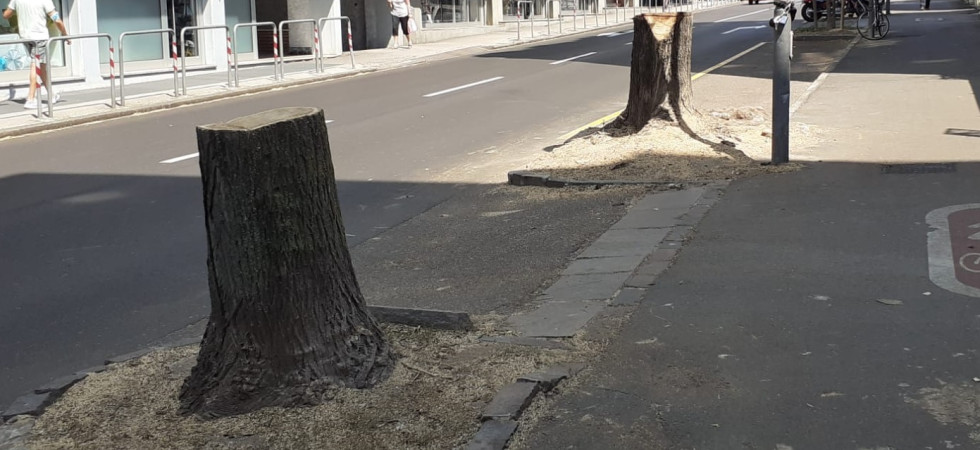 Trento, il Comune taglia le piante di via Veneto