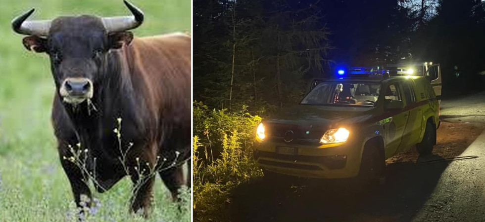 Paura in stalla, un malgaro è stato incornato da un toro