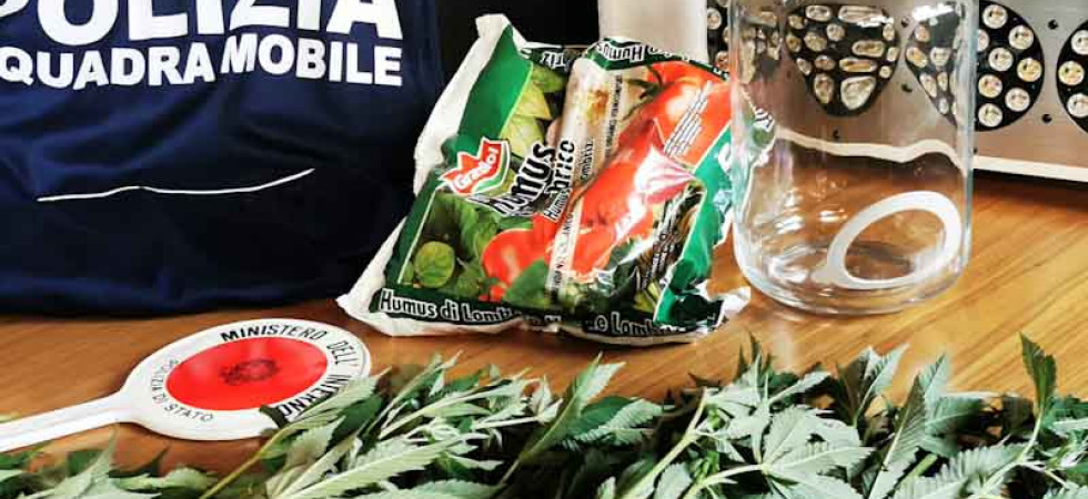 Avevano una serra con 60 piante di marijuana e una soffitta dove essiccarla