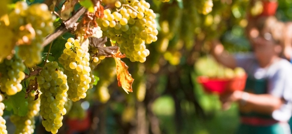 Anche in Trentino è partita la prima vendemmia dopo il lockdown