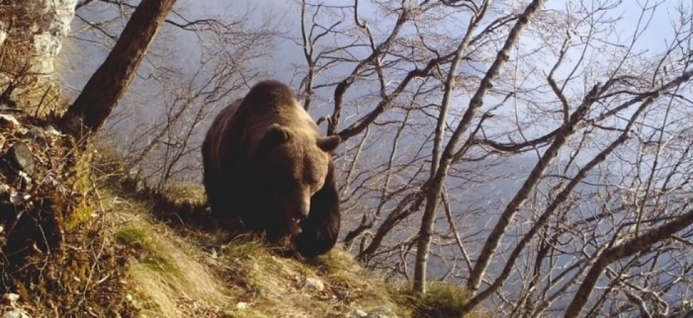 Orsi, dopo M49 e JJ4 la Provincia vuole radiocollarare un cucciolo: Troppo confidente''