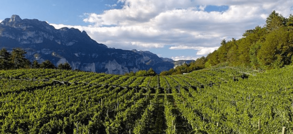 Cantine Ferrari anticipa di due settimane la vendemmia