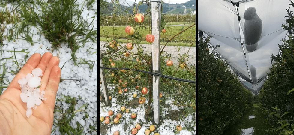 Maltempo, ingenti danni da grandine e vento