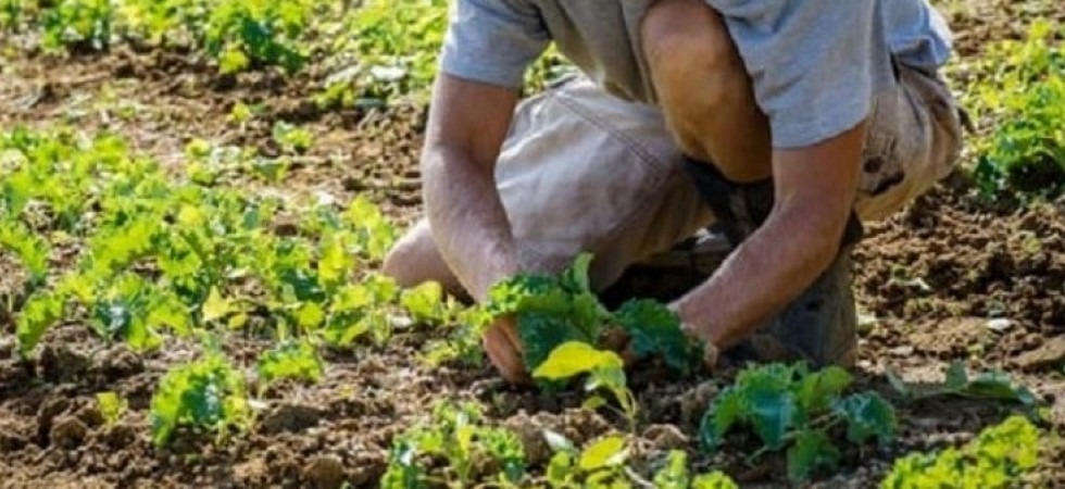 Prodotti agricoli e filiera corta: giovani sempre più attratti