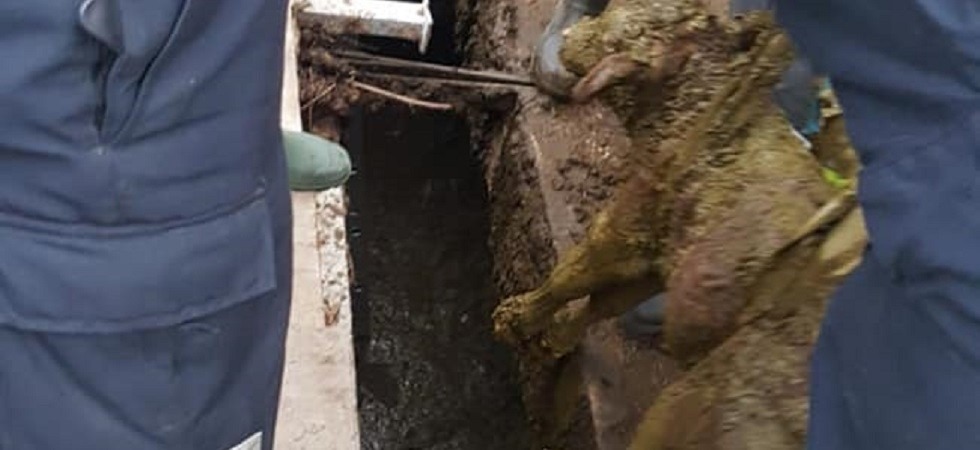 Foto dei vigili del fuoco di San Leonardo in Passiria Un vitello scivola nella fosse del letame, salvato dai vigili del fuoco