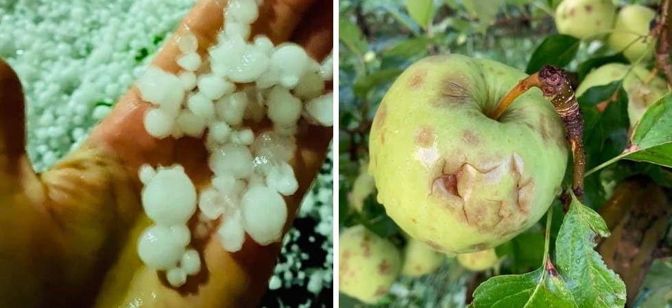 Violenta grandinata in Val di Sole devastati i meleti: “In pochi minuti distrutti interi raccolti”