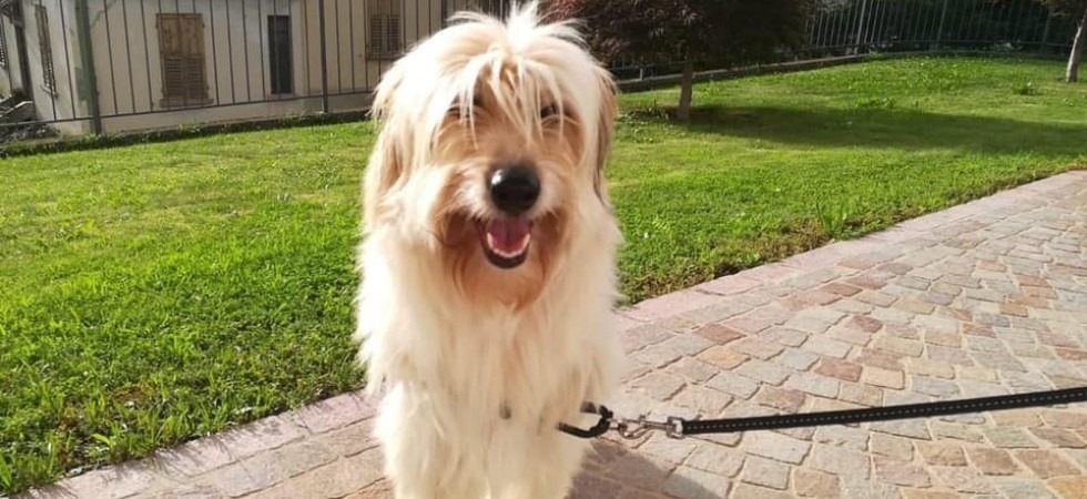 La cagnolina Denni è in fuga dal 20 agosto, Mauro: "Se la vedete chiamatemi a qualsiasi ora"
