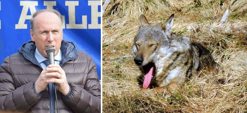 I lupi nel mirino dell’assessore all’ambiente, Tonina chiede una revisione delle direttive Ue per la conservazione della
