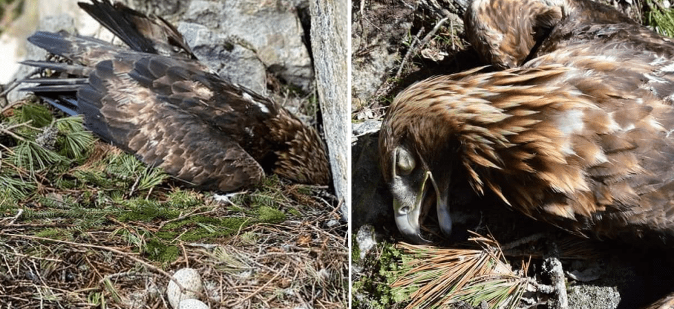 Aquila reale uccisa nel nido, proseguono le indagini per trovare il responsabile: "Abbiamo raccolto molte informazioni utili"
