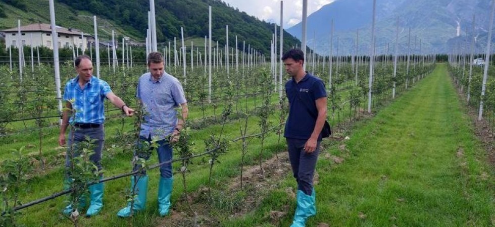 Colpo di fuoco e flavescenza dorata, la Fondazione Mach invita gli agricoltori all'attenzione
