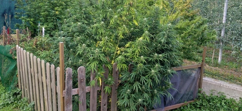 A casa in quarantena coltiva piante di marijuana, 46enne nei guai