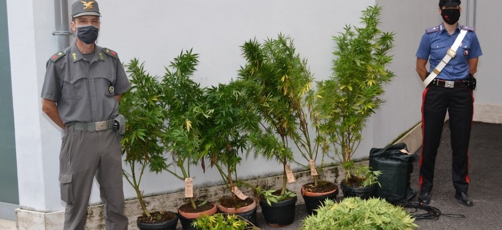 Piante di cannabis e funghi allucinogeni, operazione congiunta di carabinieri e forestali