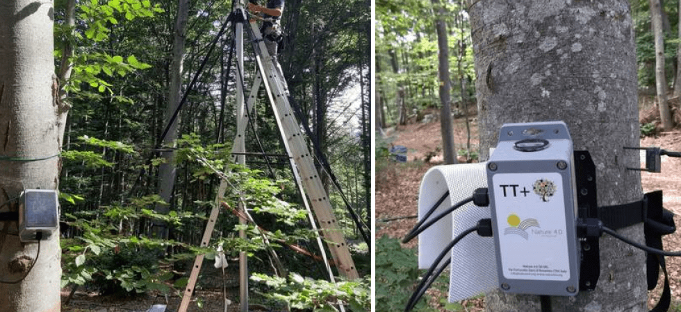 Nei boschi trentini arrivano 170 "alberi parlanti" (Tree talker) per monitorare la salute della vegetazione e l'impatto del