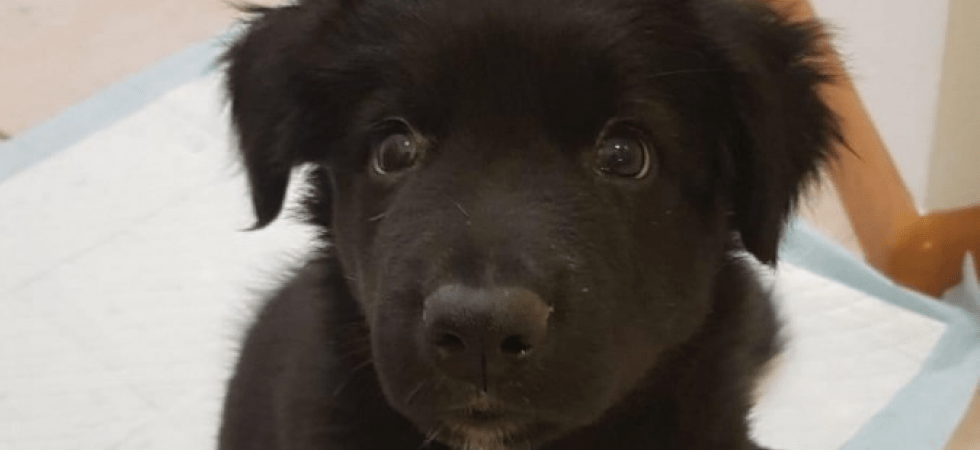 Cucciolo messo all'asta, il pm di Trento dà ragione agli animalisti e glielo affida