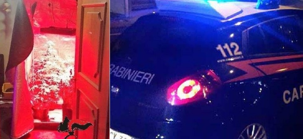 In casa una serra di marijuana ma anche funghi allucinogeni e hashish