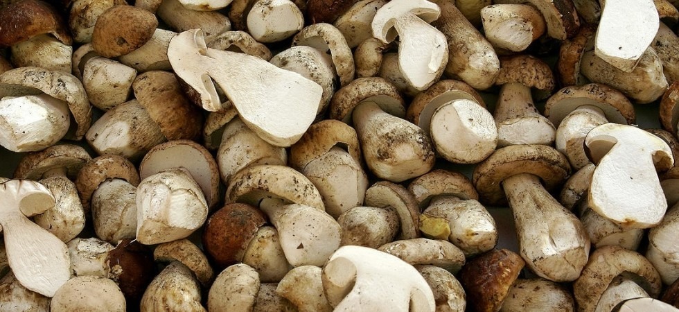 Scatta la corsa ai funghi, secondo la Coldiretti il maltempo ha favorito raccolte abbondanti sulle Alpi e lungo tutta la